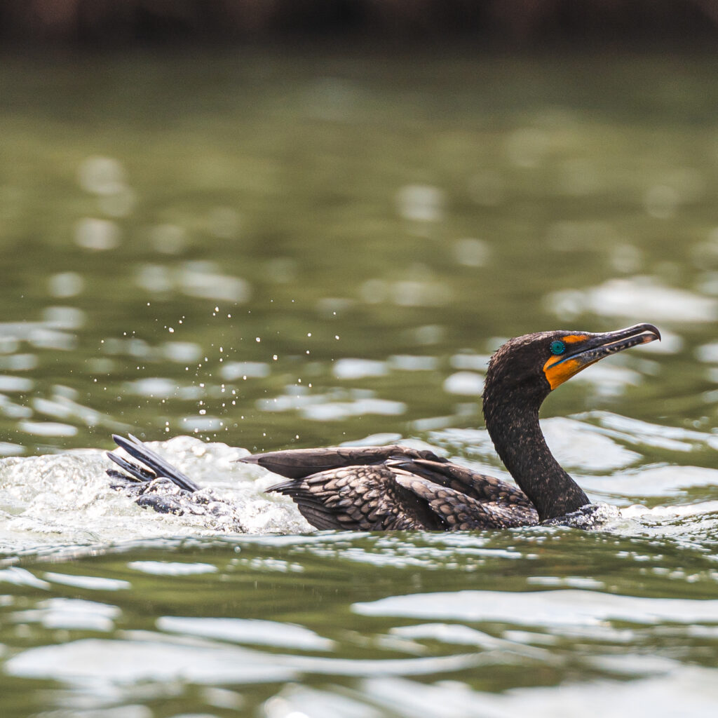 Home - Shell Key Preserve